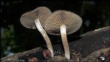 Simocybe centunculus var. centunculus image