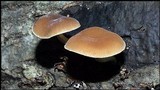 Simocybe centunculus var. centunculus image