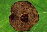 Coltricia montagnei var. greenei image