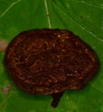Coltricia montagnei var. greenei image