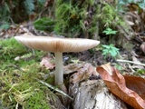 Pluteus exilis image