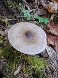 Pluteus exilis image
