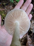 Pluteus exilis image