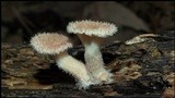 Panus neostrigosus image