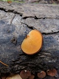 Crepidotus crocophyllus image