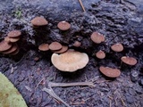 Crepidotus crocophyllus image