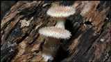 Panus neostrigosus image