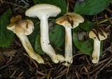 Hygrophorus vernalis image
