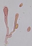 Hygrophorus vernalis image