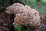 Sparassis crispa image