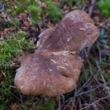 Tapinella atrotomentosa image