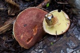 Suillus lakei image