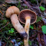 Chroogomphus tomentosus image