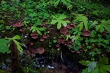Suillus lakei image