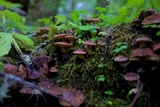 Suillus lakei image