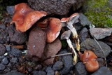 Gomphidius subroseus image