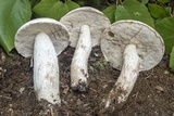 Leccinum insolens image