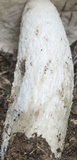 Leccinum insolens image