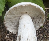 Leccinum insolens image