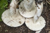 Leccinum insolens image