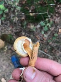 Suillus salmonicolor image