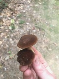 Bothia castanella image
