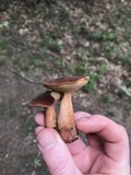 Bothia castanella image