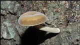 Simocybe centunculus var. centunculus image