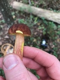 Leccinum rubropunctum image