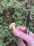 Leccinum longicurvipes image