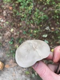 Entoloma abortivum image