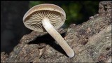 Simocybe centunculus var. centunculus image