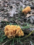 Ramaria formosa image
