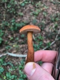 Gyroporus castaneus image