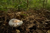 Russula variata image