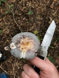 Russula variata image