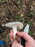 Russula variata image
