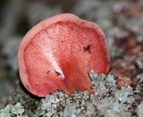 Fistulina hepatica image