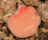 Fistulina hepatica image