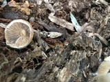 Psathyrella delineata image