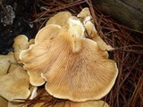 Tapinella panuoides image