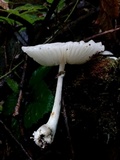 Oudemansiella mucida image