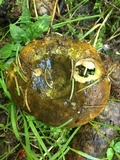 Lactarius turpis image