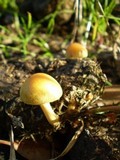 Stropharia semiglobata image