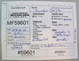 Inocybe pallida image