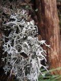 Pseudevernia intensa image