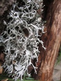 Pseudevernia intensa image