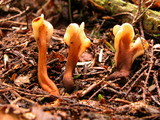 Spathulariopsis velutipes image