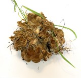 Bondarzewia occidentalis image