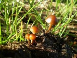 Psilocybe coprophila image
